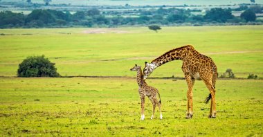 A mother giraffe cleans the back of her baby, Maasai Mara National Reserve, Kenya. (Shutterstock Photo)