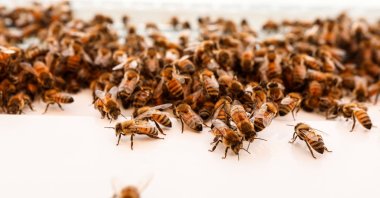 Bees crawl on a box during a demonstration for Reuters by Israeli startup Beewise, the developers of a robotic bee hive, in Beit Haemek, Israel, July 29, 2021. (Reuters Photo)