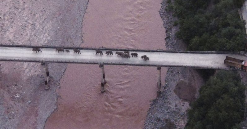 In this photo released by the Yunnan Provincial Command Center for the Safety and Monitoring of North Migrating Asian Elephants, a herd of wandering elephants cross a river using a highway near Yuxi city, Yuanjiang county in southwestern China's Yunnan Province Sunday, Aug. 8, 2021.  (Yunnan Provincial Command Center for the Safety and Monitoring of North Migrating Asian Elephants via AP)