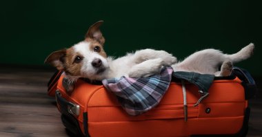 Traveling with a cat or dog sounds like fun, but it requires a large amount of preparation, whether it's by road or by air. (Shutterstock Photo)