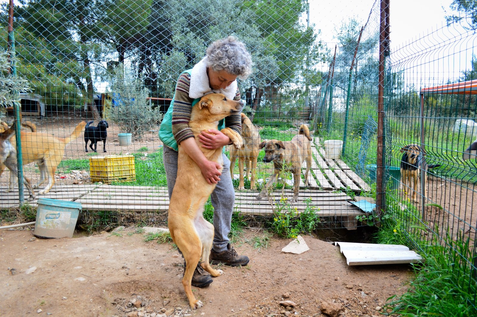 Mihriban Mammadova embraces a dog she cares for in her animal shelter, in Mersin, southern Turkey, Aug. 10, 2021. (AA PHOTO) 