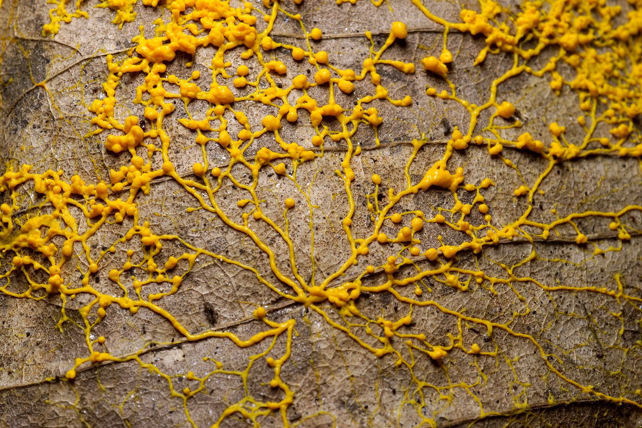 Beware of the Blob! 500-million-year-old slime mold set for ISS | Daily ...