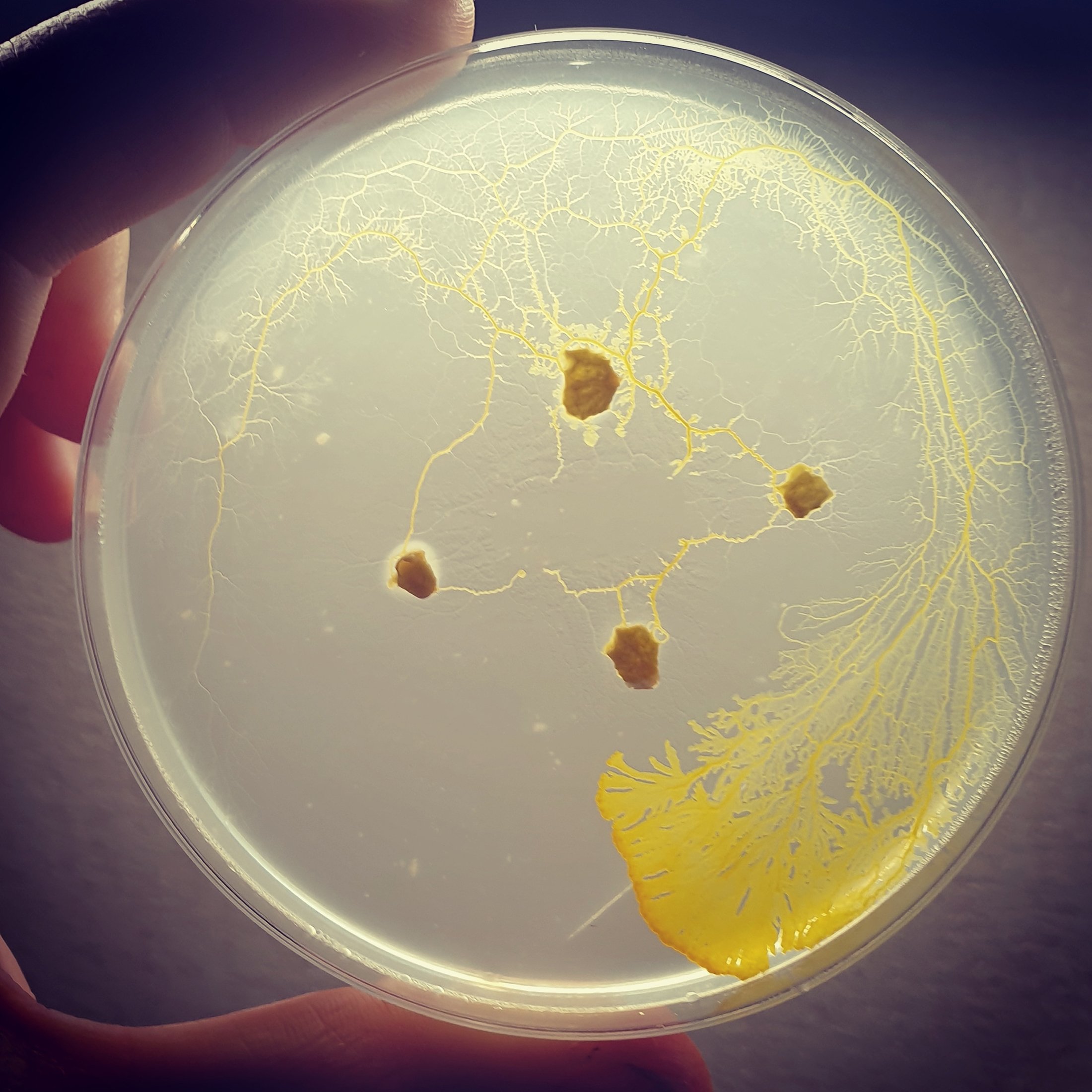 A person holds a Petri dish with Physarum polycephalum, or yellow slime mold, under light. (Shutterstock Photo)