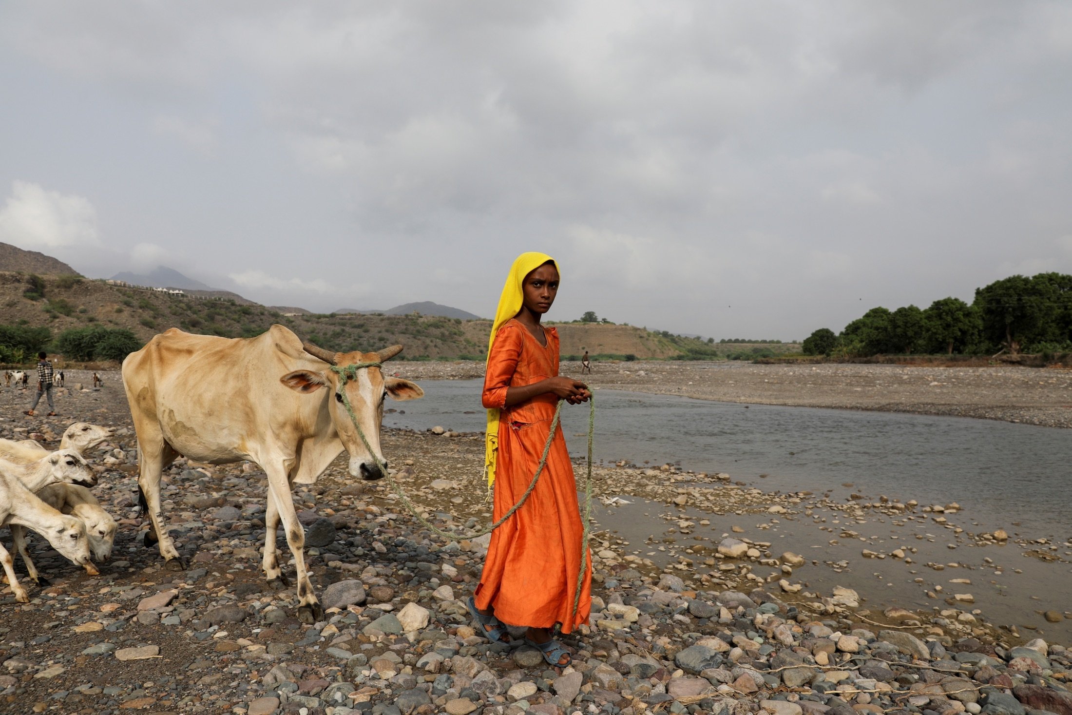 A girl looks on as she leads her cow across a spring lake in Khamis Banisaad district of al-Mahweet province, Yemen, June 23, 2021. (Reuters Photo)