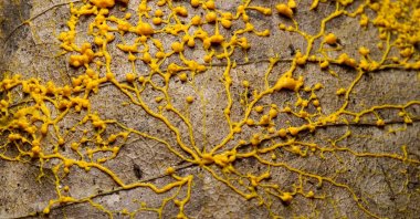 Yellow slime mold can be seen on a fallen leaf. (Shutterstock Photo)