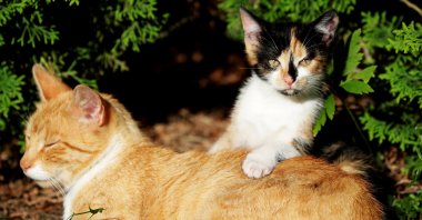 A cat and a kitten are seen in the village of Krompach near the town of Cvikov, Czech Republic, July 11, 2020. (Reuters Photo)