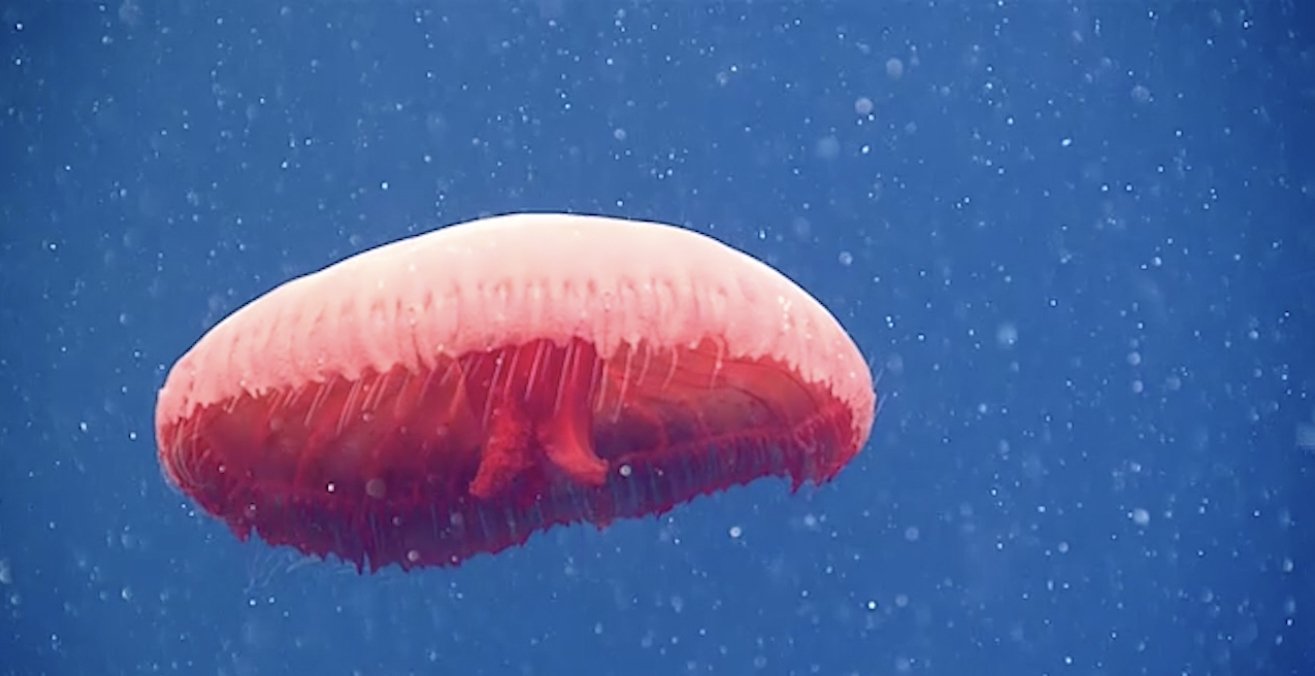 Seen during the 700-meter (2,297-foot) water column exploration tract of Dive 20 of the 2021 North Atlantic Stepping Stones expedition, this beautiful red jellyfish in the genus Poralia may be an undescribed species. (Photo courtesy of NOAA Ocean Exploration, 2021 North Atlantic Stepping Stones: New England and Corner Rise Seamounts) 
