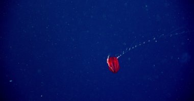 This red ctenophore in the genus Vampyroctena was seen at a depth of 700 meters (2,297 feet) during Dive 20 of the 2021 North Atlantic Stepping Stones expedition. (Photo courtesy of NOAA Ocean Exploration, 2021 North Atlantic Stepping Stones: New England and Corner Rise Seamounts) 