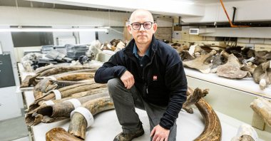 Mat Wooller, director of the Alaska Stable Isotope Facility, kneels among a collection of mammoth tusks at the University of Alaska Museum of the North, August 12, 2021. (Photo by JR ANCHETA / University of Alaska Fairbanks via AFP)
