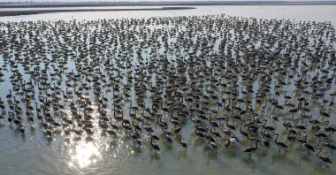 A view of flamingos in the sanctuary, in Izmir, western Turkey, Aug. 13, 2021. (AA PHOTO)