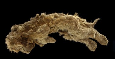 A cave lion cub named Sparta, which was found preserved in Siberia's permafrost, can be seen, in Yakutsk, Russia, 2020. (REUTERS Photo)