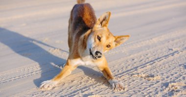 A dingo can be seen on the beach in Great Sandy National Park, Fraser Island Waddy Point, Queensland, Australia. (Shutterstock Photo)