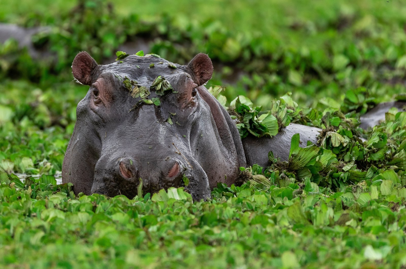 Hippopotamus in lake water. (Shutterstock File Photo) 