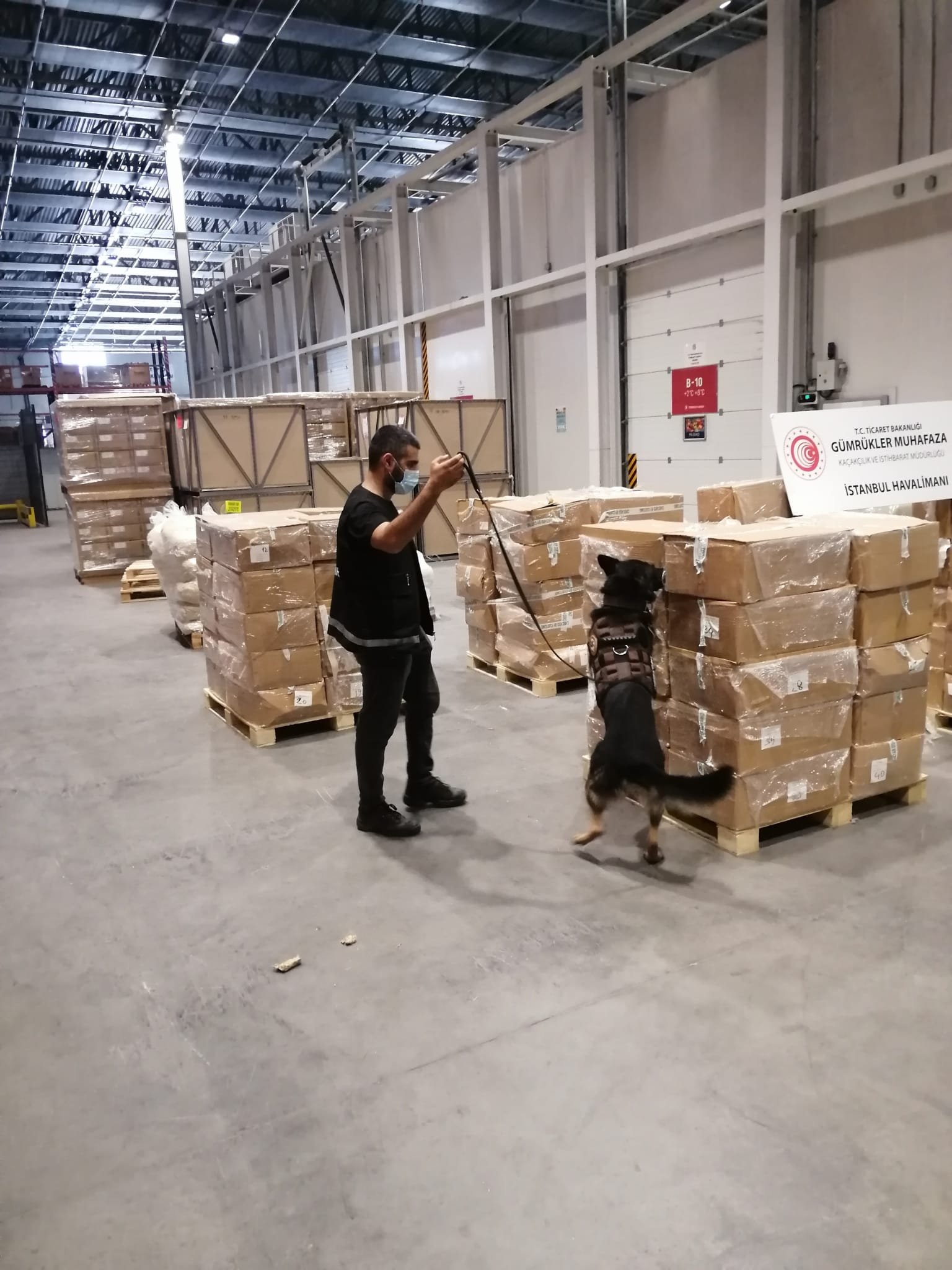 A police dog checks suspicious cargo at Istanbul Airport in this photo provided by the Directorate of Customs Protection,  Istanbul, Turkey, Aug. 16, 2021. (AA Photo)