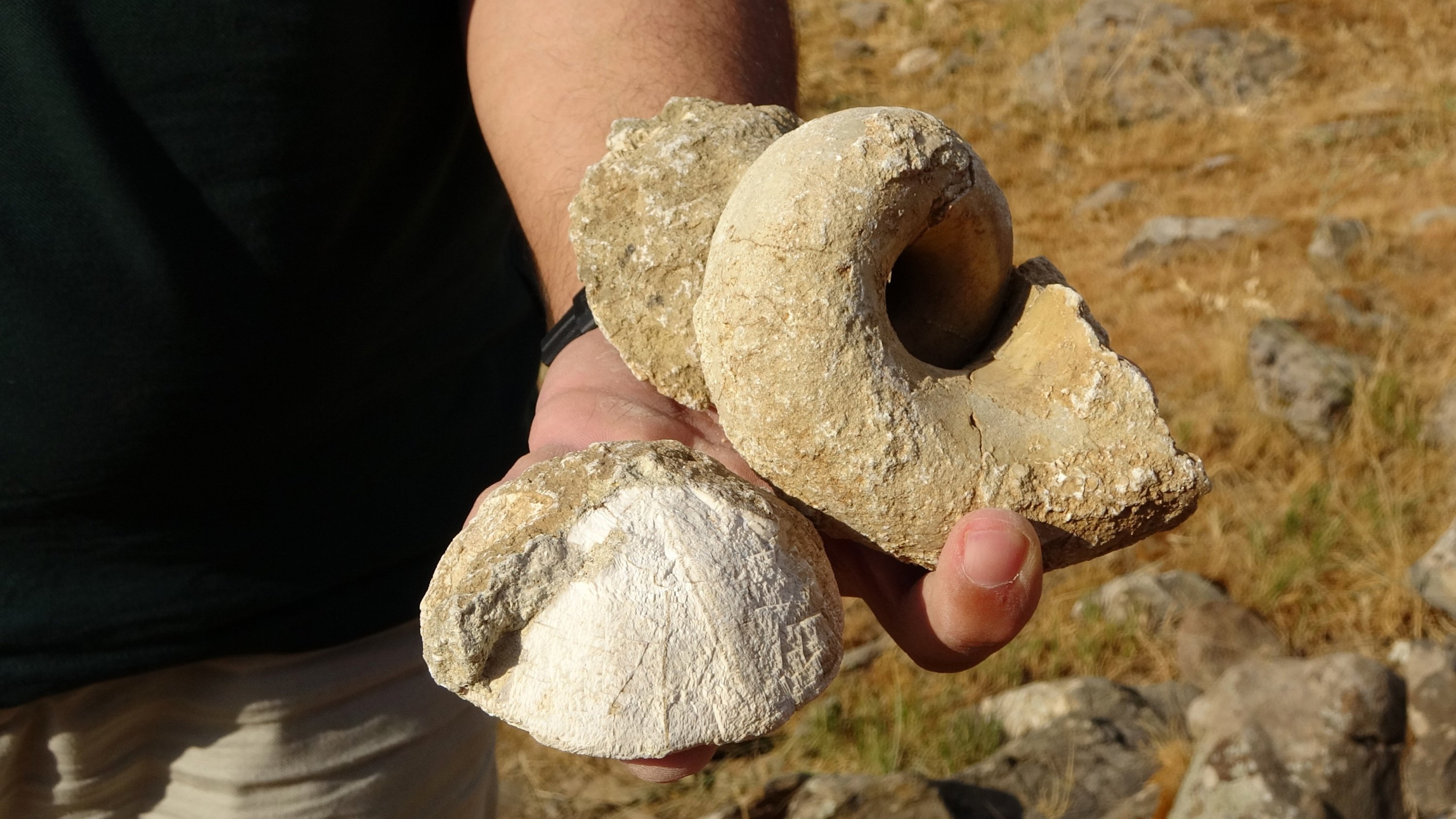 Fossils unearthed in Muş, eastern Turkey, on Aug. 14, 2021. (IHA Photo)