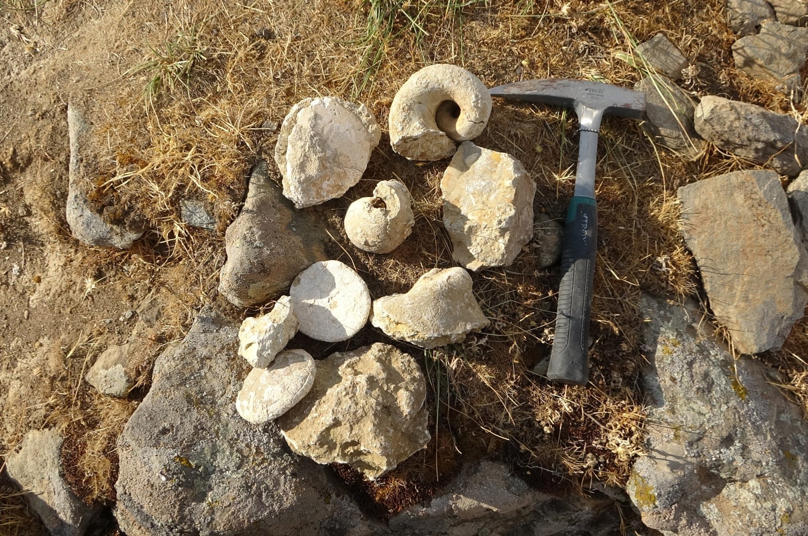 Fossils unearthed in Muş, eastern Turkey, Aug. 14, 2021. (IHA Photo)