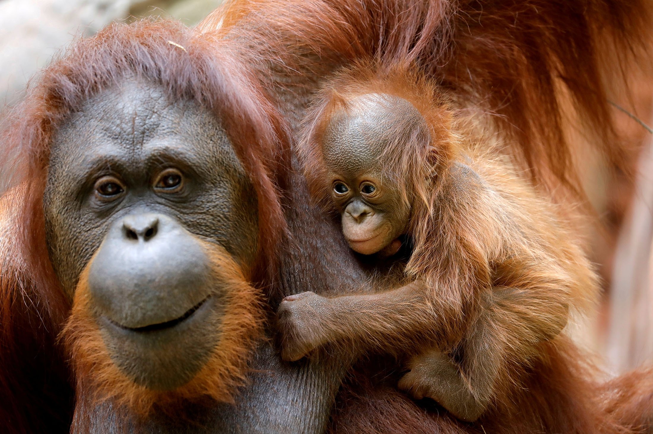 An eleven-day-old baby male Bornean orangutan holds onto his mother Suli at the Bioparc zoological park in Fuengirola, Spain, on Aug. 15, 2021. (Reuters Photo)