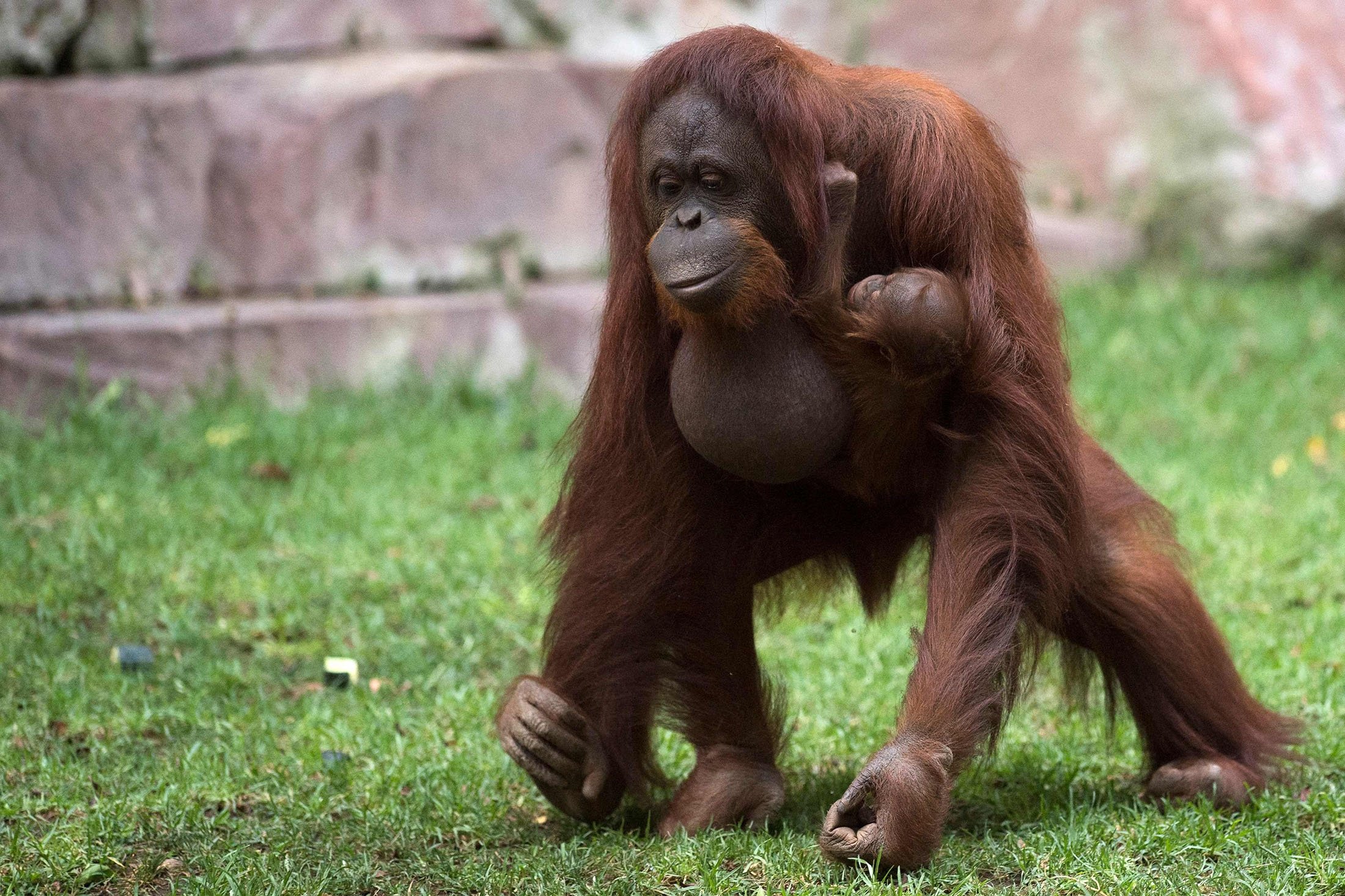 A Bornean orangutan called Suli holds her newborn baby at their enclosure at the Bioparc zoological park in Fuengirola, Spain, Aug. 12, 2021. (AFP Photo)