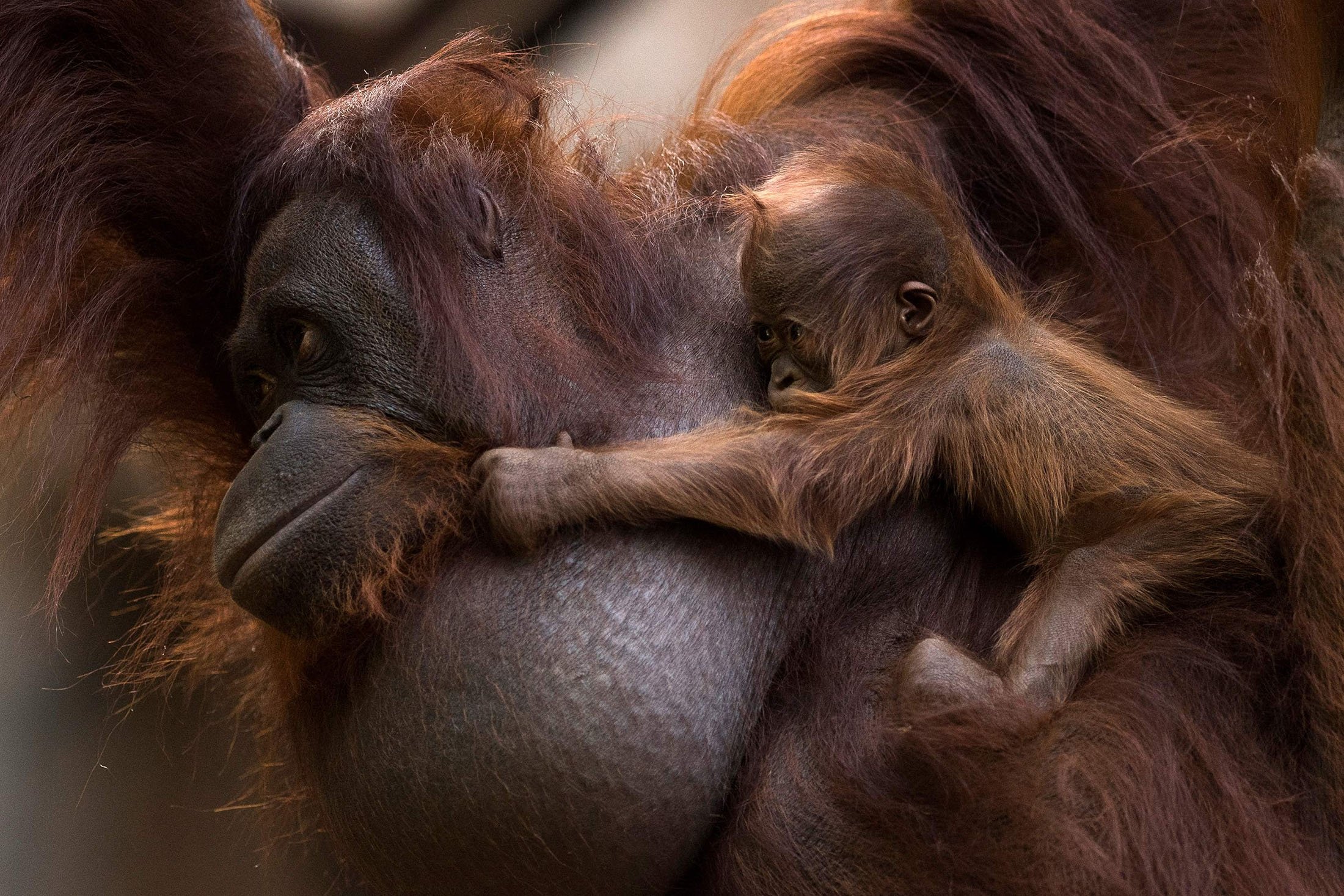A Bornean orangutan called Suli holds her newborn baby at their enclosure at the Bioparc zoological park in Fuengirola, Spain, Aug. 12, 2021. (AFP Photo)