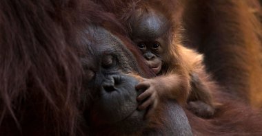 A Bornean orangutan called Suli holds her newborn baby at their enclosure at the Bioparc zoological park in Fuengirola, Spain, on Aug. 12, 2021. (AFP Photo)