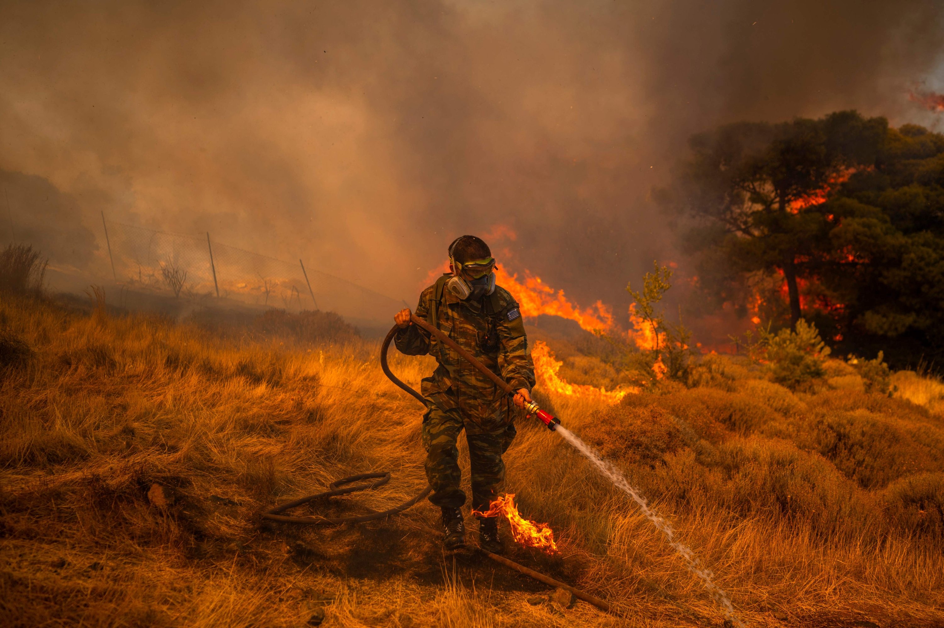 Wildfires ravaging Europe threaten 'countless' animals | Daily Sabah