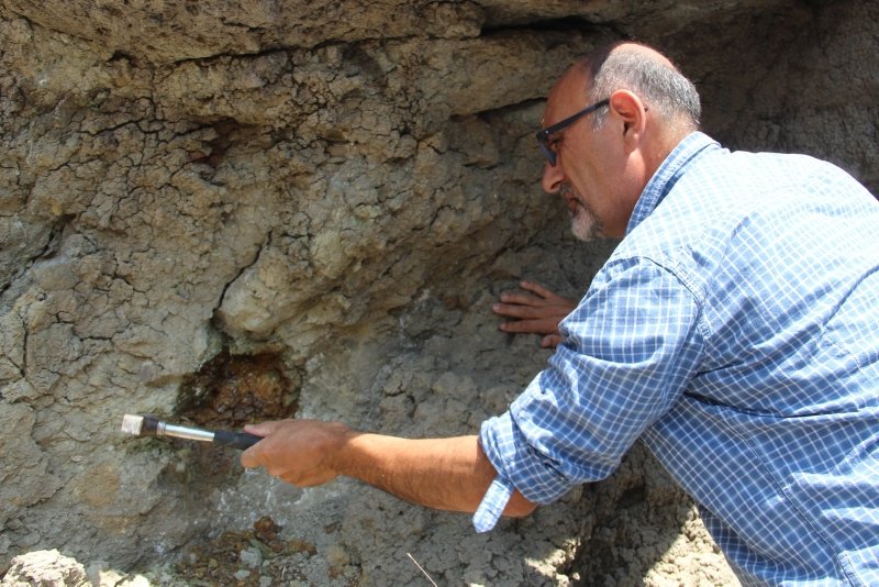 Nearly 160M-year-old fossils provide insight into Turkey's climate in the period. (IHA Photo) 