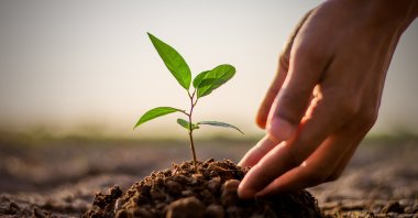 This illustration photo depicts a seedling being carefully planted. (Shutterstock Photo)