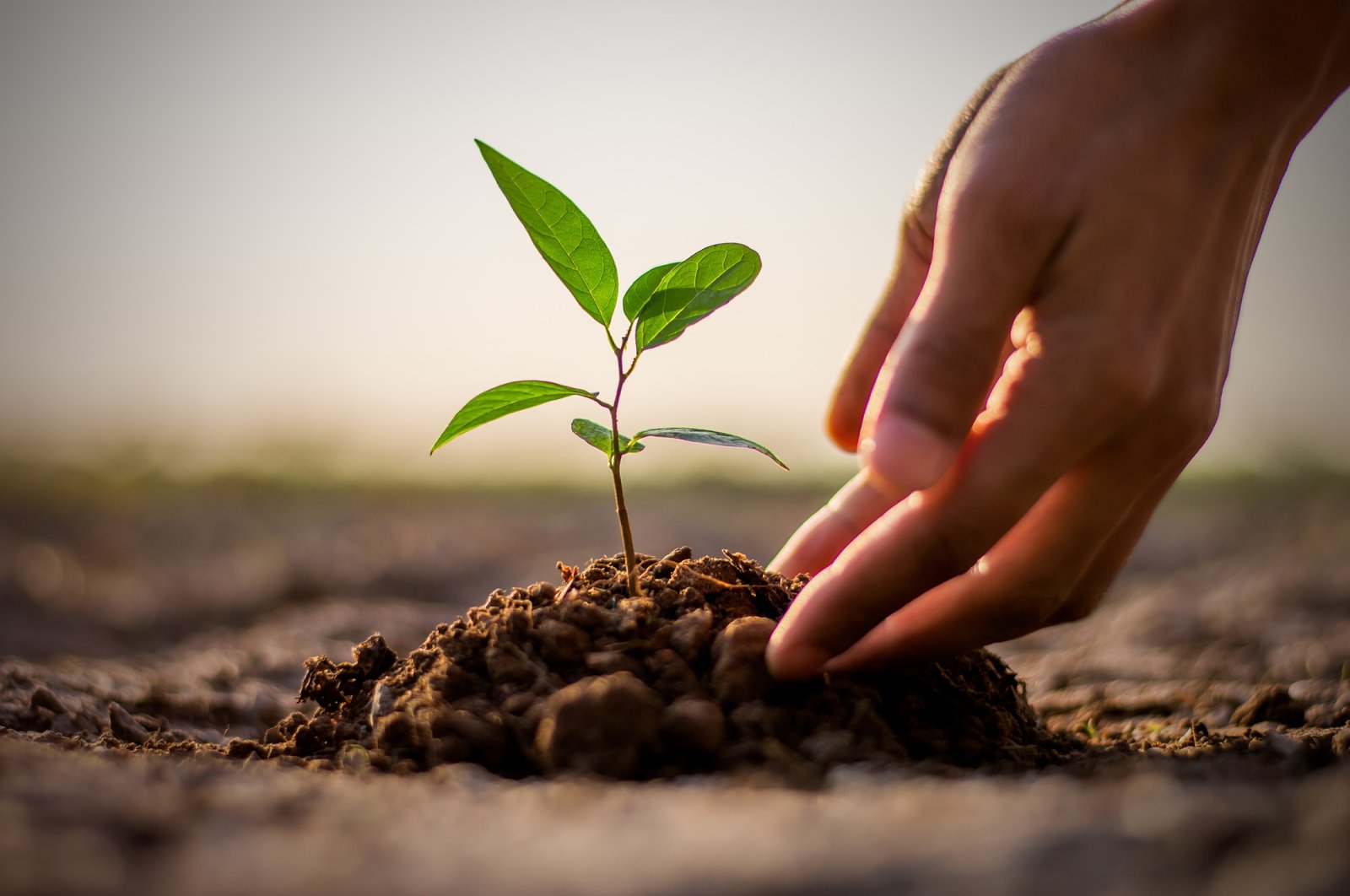 This illustration photo depicts a seedling being carefully planted. (Shutterstock Photo)