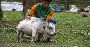 An attendant takes care of a dwarf cow named Rani, whose owners applied to the Guinness Book of Records claiming it to be the smallest cow in the world, at a cattle farm in Charigram, Bangladesh, July 7, 2021. (Getty Images)