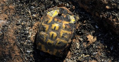 A burnt tortoise can be seen following a forest fire in Gonfaron, in the department of Var, southern France, Aug. 17, 2021. (AFP Photo)