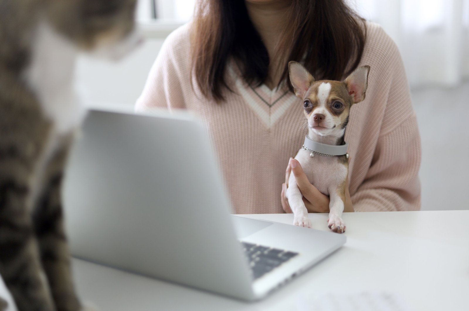 A businessperson working from home with their dog. (Shutterstock Photo)