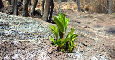 View of a plant blossoming next to burned trees, in Marmaris, Muğla, southwestern Turkey, Aug. 22, 2021. (AA PHOTO) 