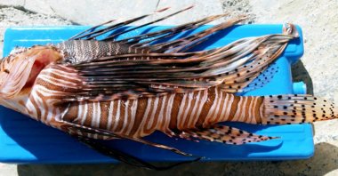 A lionfish, an invasive species, caught in Ortaca, Muğla, southwestern Turkey, Nov. 3, 2016. (IHA Photo)