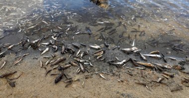 Dead fish seen on the beach of La Manga del Mar Menor, Murcia, Spain, Aug. 21, 2021. (Reuters Photo)