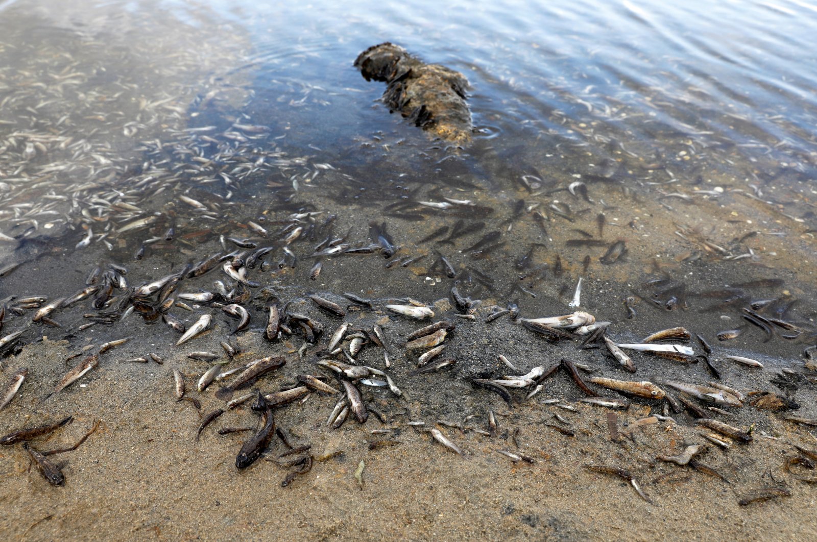Dead fish seen on the beach of La Manga del Mar Menor, Murcia, Spain, Aug. 21, 2021. (Reuters Photo)