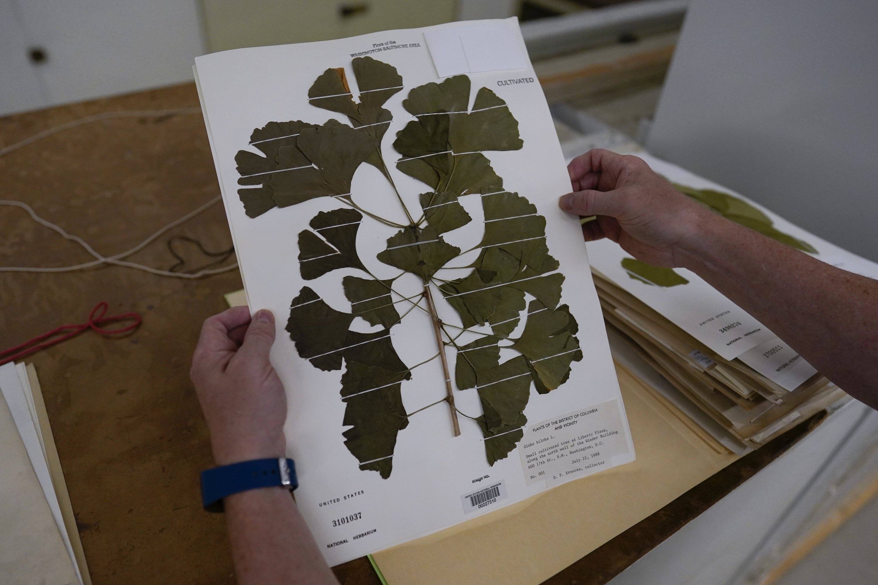 Rich Barclay, Smithsonian research geologist and director of the Fossil Atmospheres Project, holds a display of ginkgo leaves collected from a tree in southwest Washington, D.C., in 1988, in the archives of the National Museum of Natural History in Washington, U.S., June 4, 2021. (AP Photo)