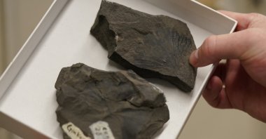 Rich Barclay, Smithsonian research geologist and director of the Fossil Atmospheres Project, holds a tray of Late Cretaceous ginkgo leaf fossils from Alaska's North Slope in the archives of the National Museum of Natural History in Washington, U.S., June 4, 2021. (AP Photo)