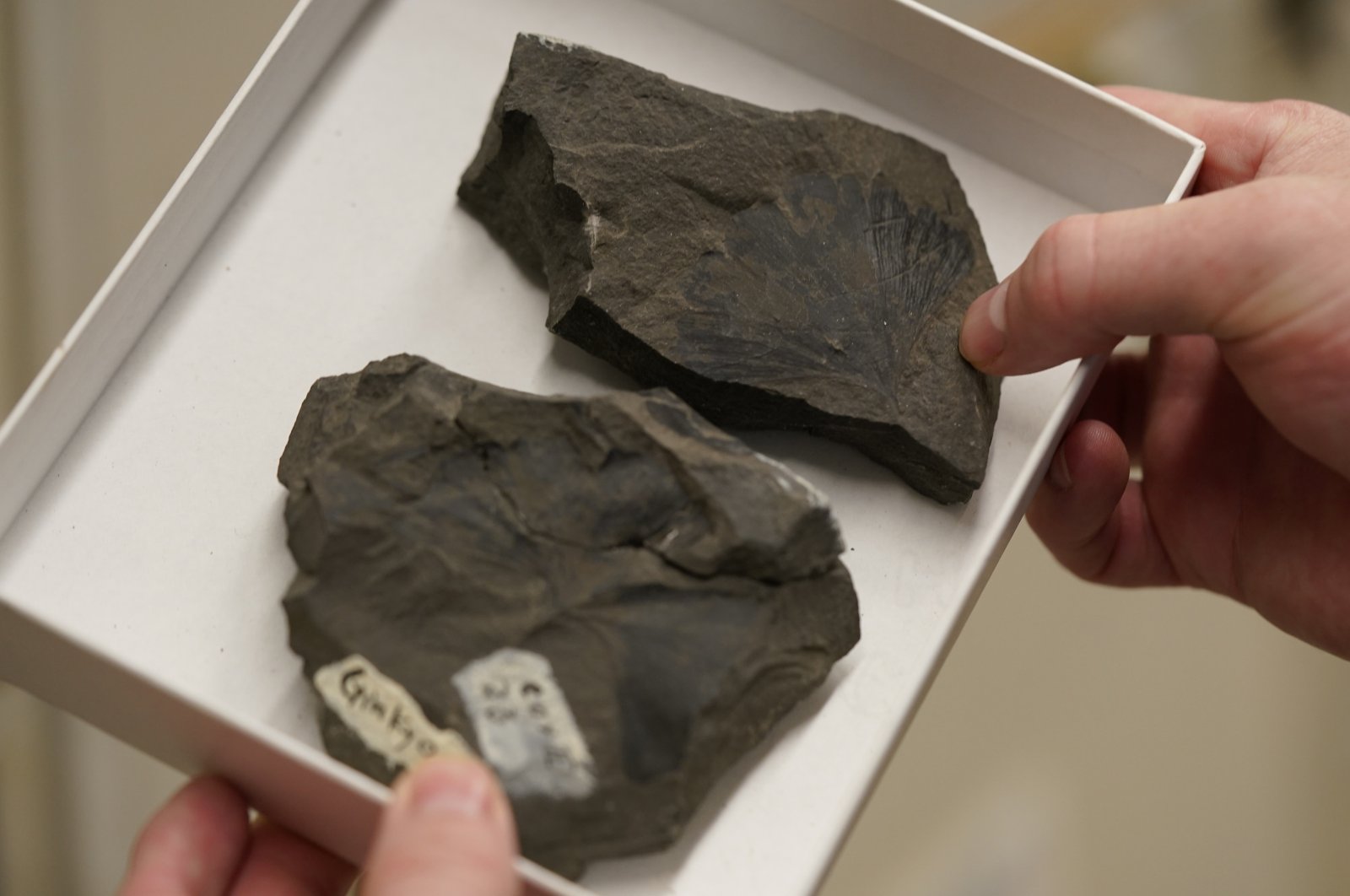 Rich Barclay, Smithsonian research geologist and director of the Fossil Atmospheres Project, holds a tray of Late Cretaceous ginkgo leaf fossils from Alaska's North Slope in the archives of the National Museum of Natural History in Washington, U.S., June 4, 2021. (AP Photo)