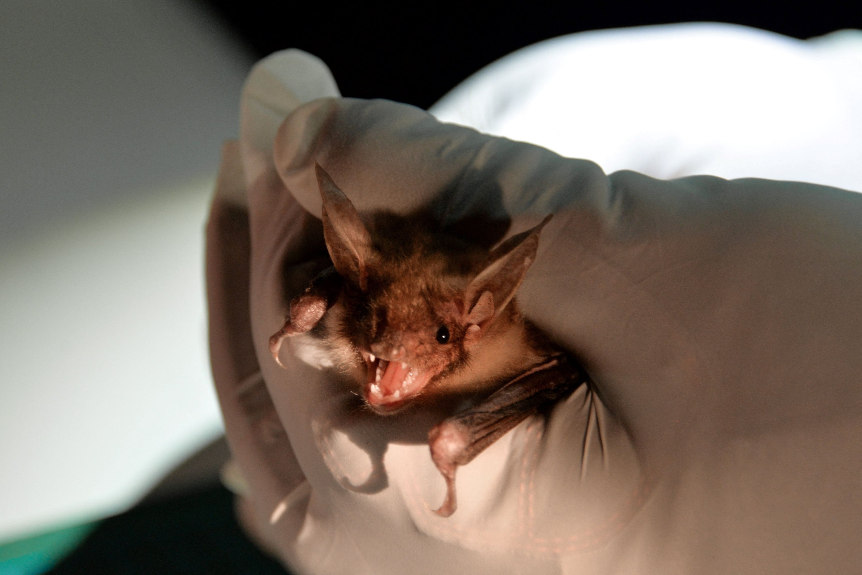 In this photograph taken on July 9, 2021 a chiropterologist holds a greater mouse-eared bat in his hand in Noyal-Muzillac. (AFP Photo)