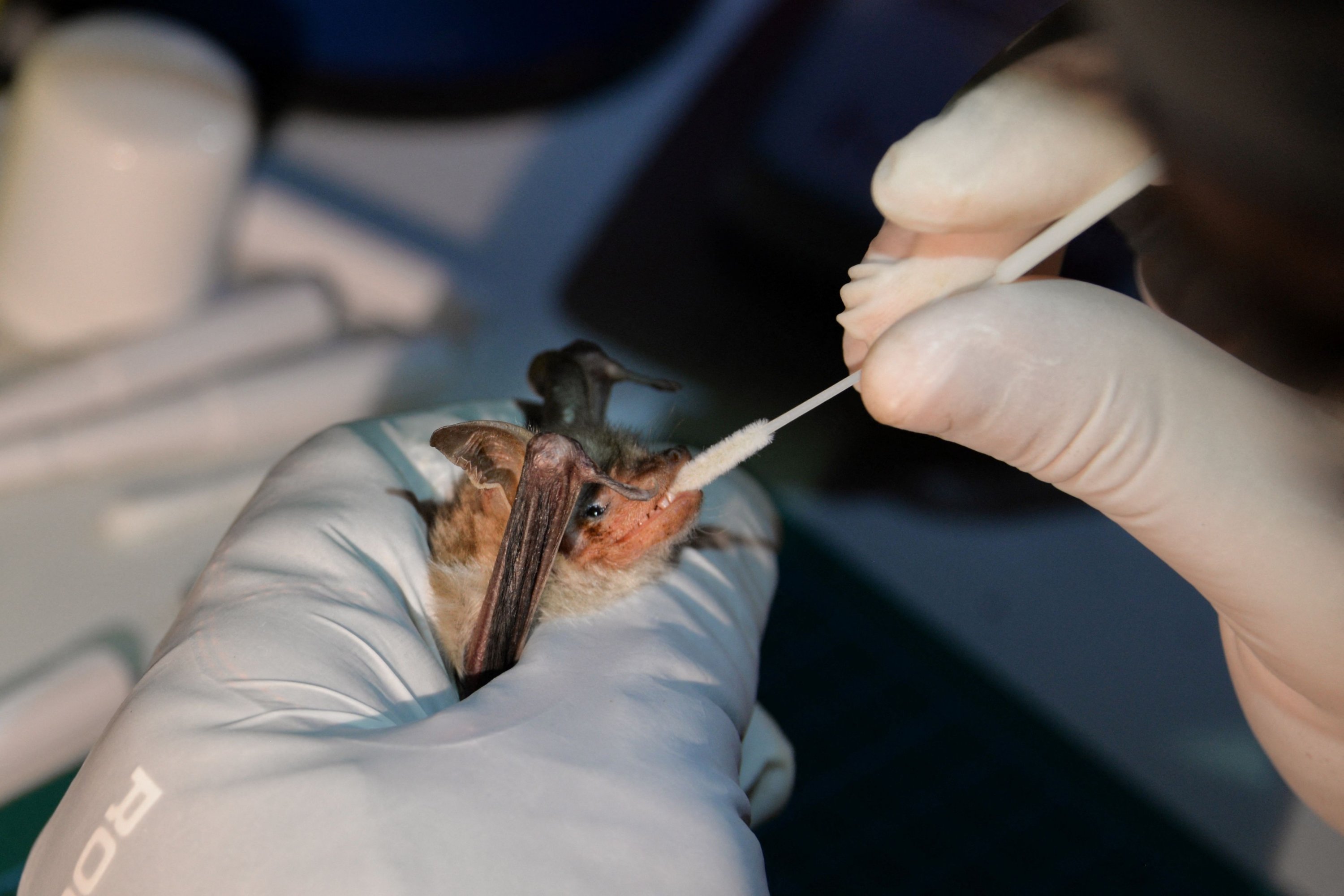 In this photograph taken on July 9, 2021 a chiropterologist takes a sample of saliva for a test from a greater mouse-eared bat in Noyal-Muzillac. (AFP Photo)