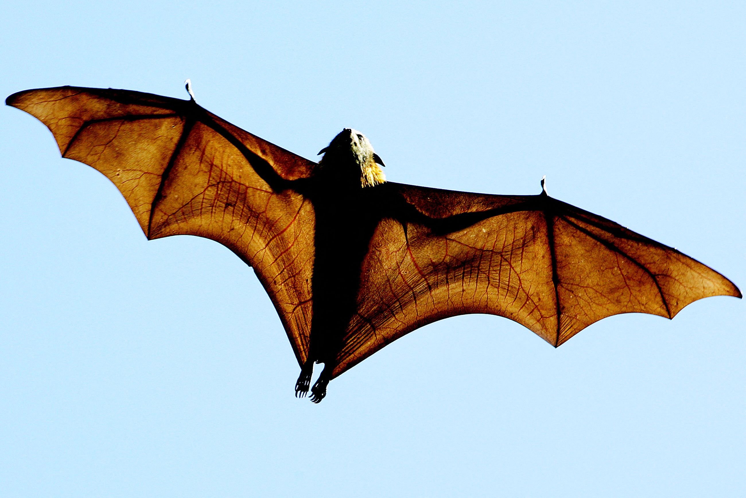  This file photo taken on August 17, 2005 shows a grey-headed Flying-fox (Pteropus poliocephalus), a native Australian bat, stretching its leathery wings as it flies high over Sydney