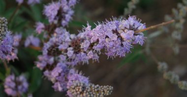 Hayıt is referred to as monk’s pepper and chasteberry in English. (Shutterstock Photo)