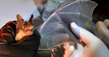 In this photograph taken on July 9, 2021 a chiropterologist checks the wing of a greater mouse-eared bat to determine its age, in Noyal-Muzillac.  (AFP Photo)