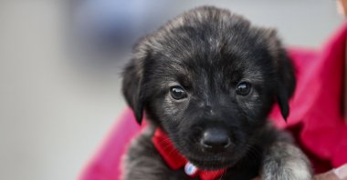 A staff member at the animal shelter holds a puppy brought to her after the floods, in the capital Ankara, Turkey, Aug. 26, 2021. (AA PHOTO)