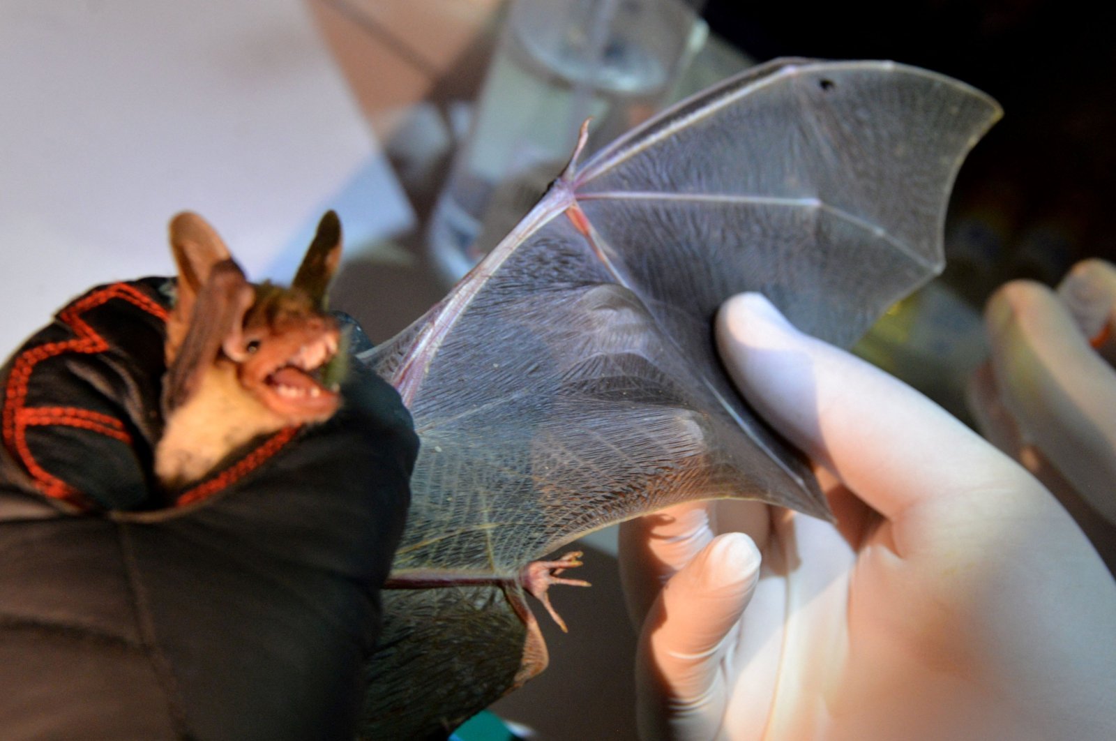 In this photograph taken on July 9, 2021 a chiropterologist checks the wing of a greater mouse-eared bat to determine its age, in Noyal-Muzillac.  (AFP Photo)