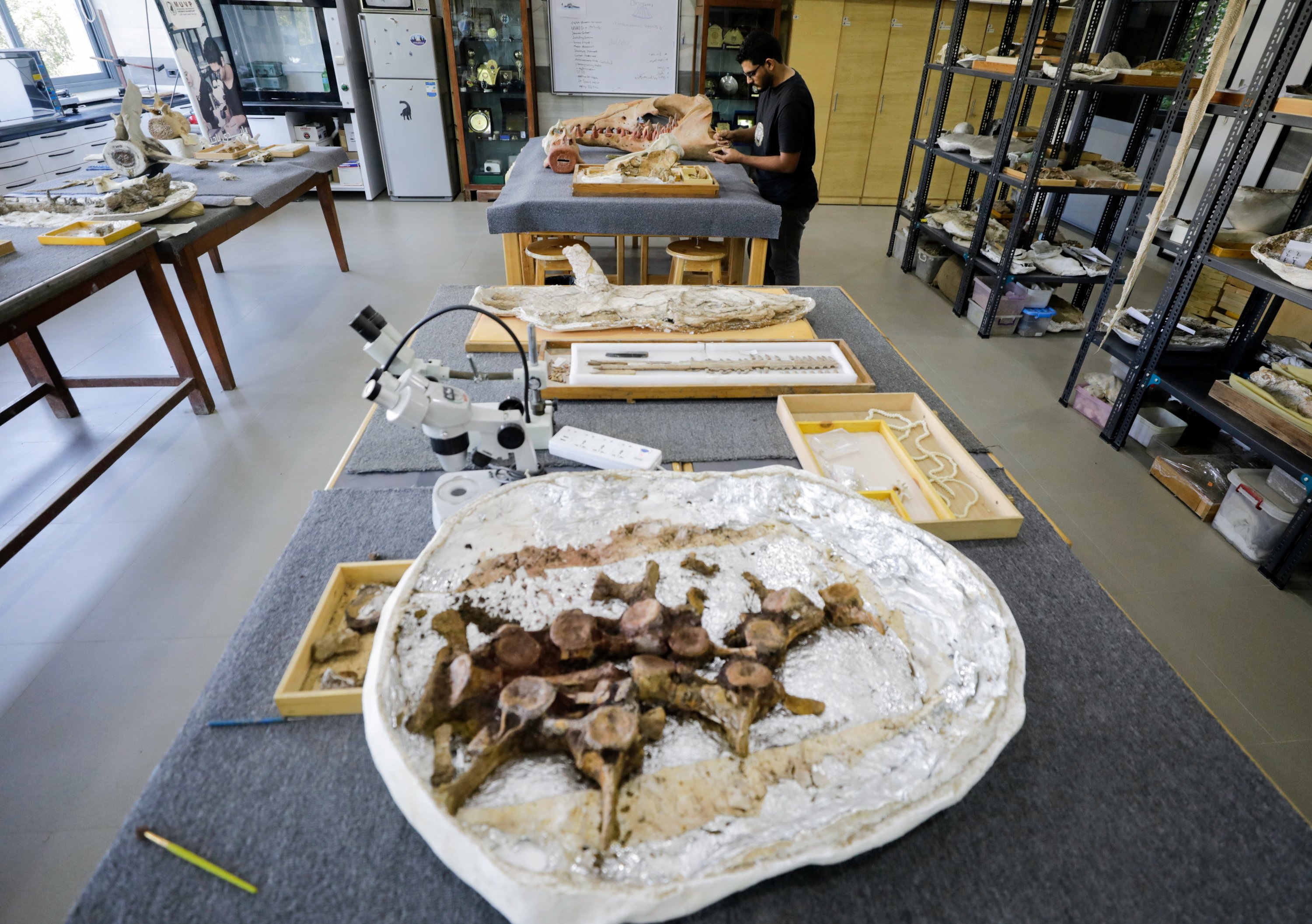 Abdullah Gohar, a researcher at El Mansoura University, works on renovating the 43 million-year-old fossil of a previously unknown amphibious four-legged whale species called "Phiomicetus anubis" that helps trace the transition of whales from land to sea, discovered in the Fayum Depression in the Western Desert, near the town of El Mansoura, north of Cairo, Egypt, August 26, 2021. (Reuters Photo) 