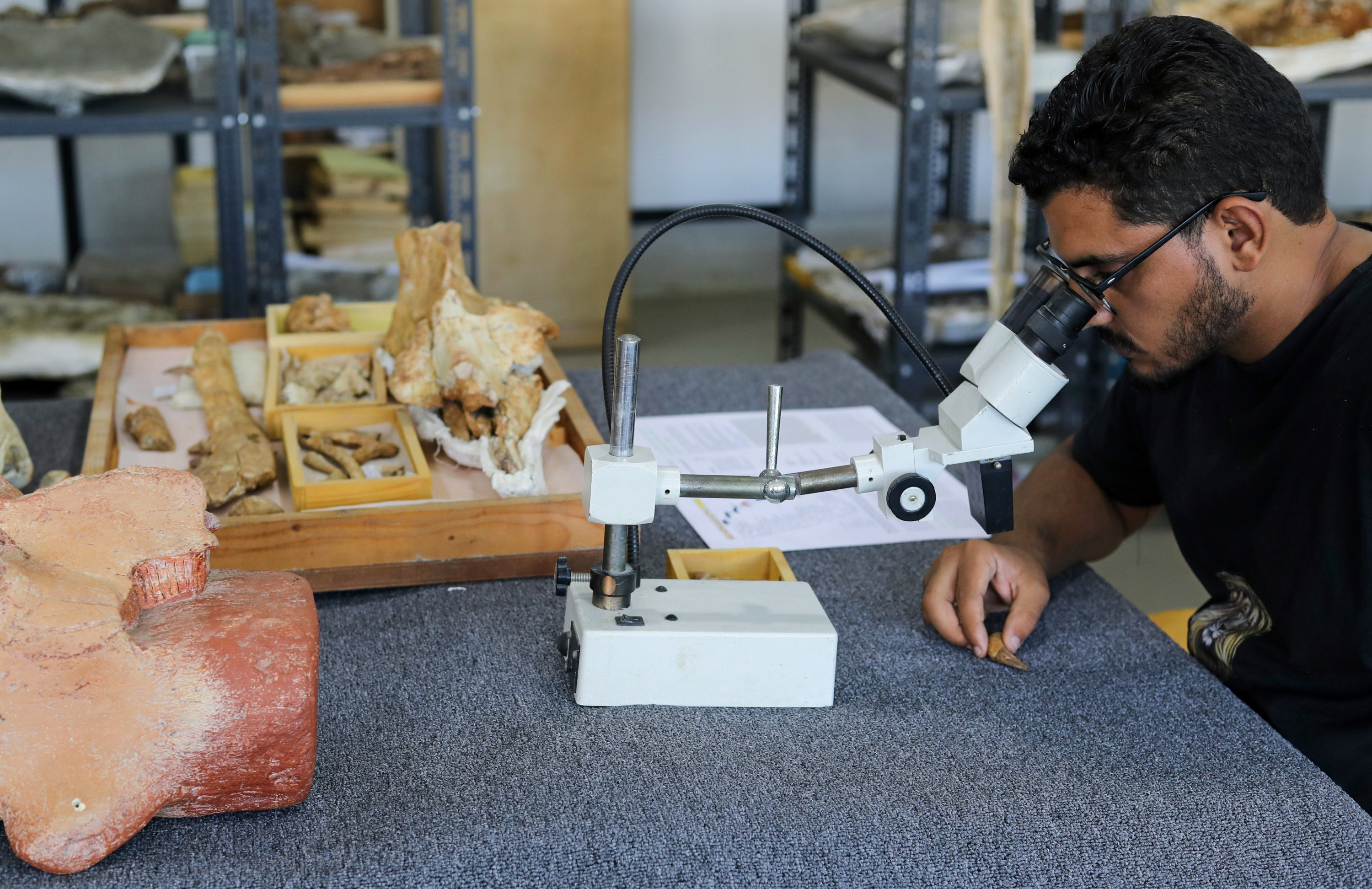 Abdullah Gohar, a researcher at El Mansoura, university works on renovating the 43 million-year-old fossil of a previously unknown four-legged amphibious whale called "Phiomicetus Anubis", that helps trace the transition of whales from land to sea, which were discovered in the Fayum Depression in the Western Desert of Egypt, near the town of El Mansoura, north of Cairo, Egypt August 26, 2021. (Reuters Photo) 