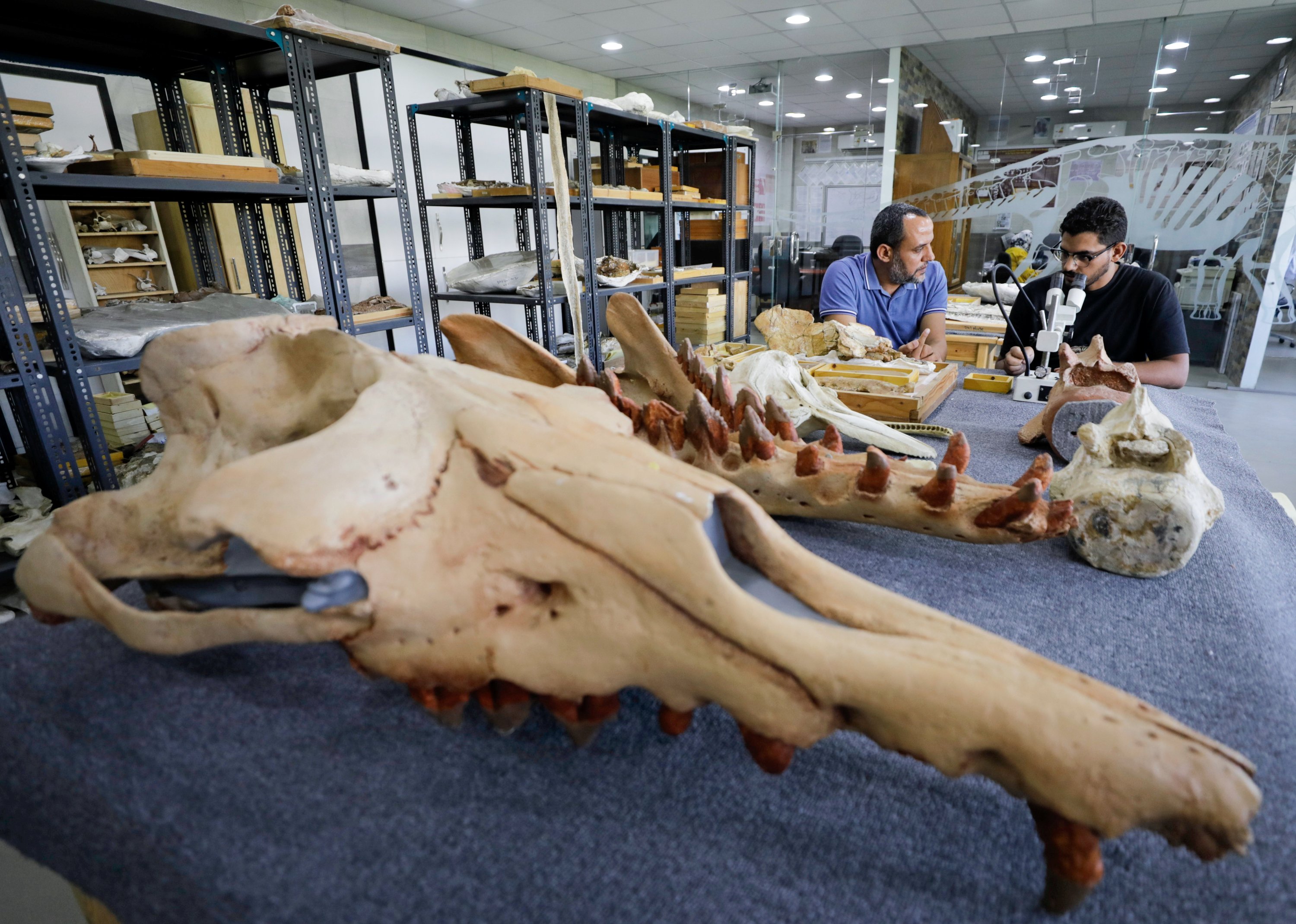 Abdullah Gohar, a researcher at El Mansoura university, works on renovating the 43 million-year-old fossil of a previously unknown amphibious four-legged whale species called "Phiomicetus anubis" that helps trace the transition of whales from land to sea, discovered in the Fayum Depression in the Western Desert, near the town of El Mansoura, north of Cairo, Egypt, August 26, 2021. (Reuters Photo) 