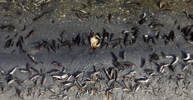 For the fourth day, dead fish continue to appear on the beaches of La Manga del Mar Menor, Murcia, Spain, Aug. 21, 2021. (Reuters Photo)