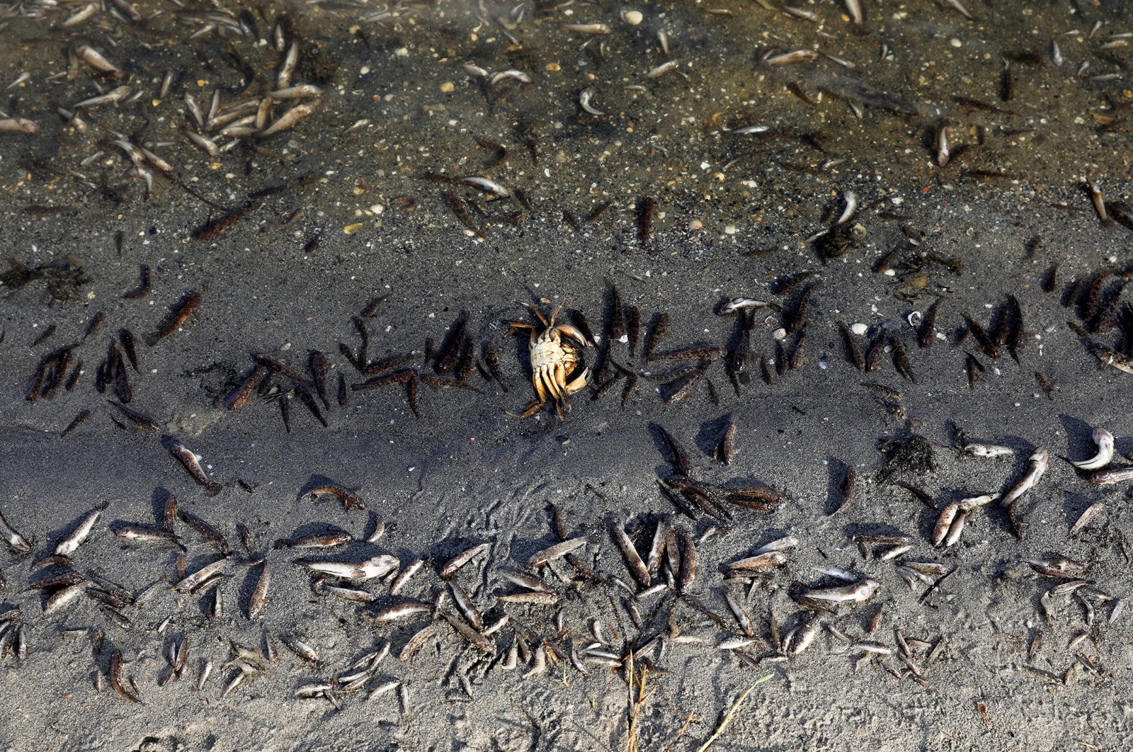 For the fourth day, dead fish continue to appear on the beaches of La Manga del Mar Menor, Murcia, Spain, Aug. 21, 2021. (Reuters Photo)